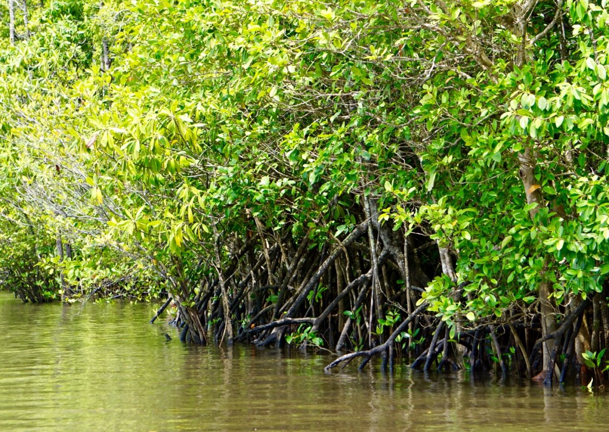 Mangrovensumpf im Daintree Regenwald