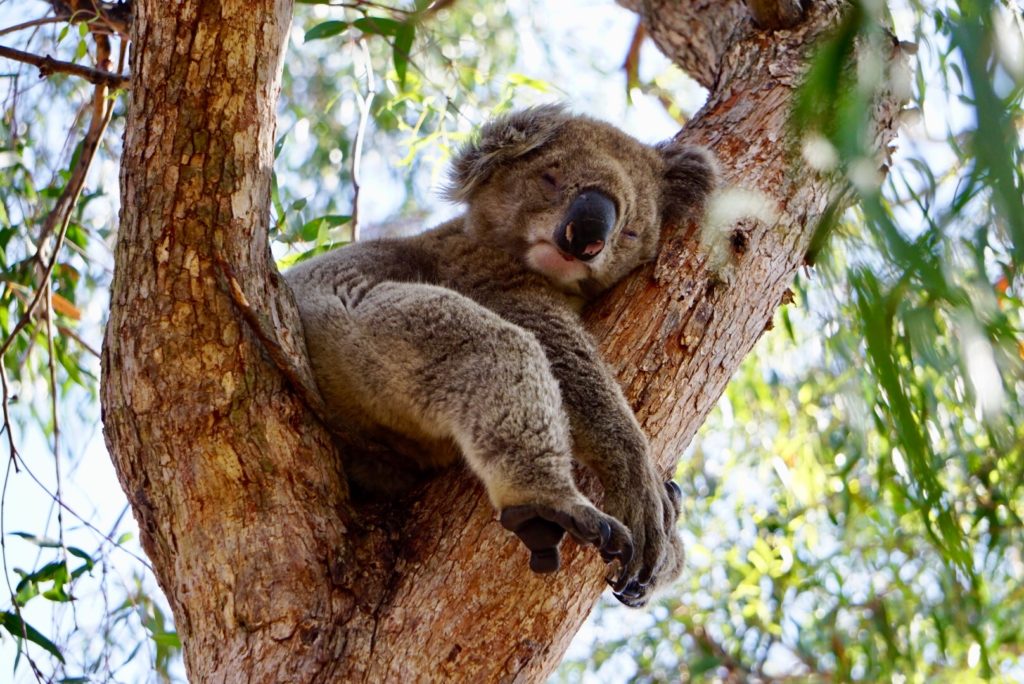 Wilde Koalas in Australien