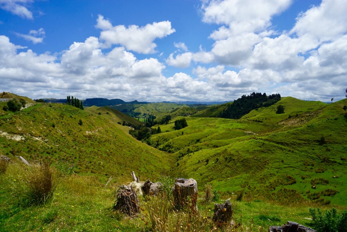 Neuseelands Nordinsel - Typische Hügellandschaft