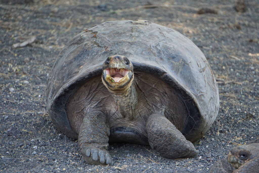 Riesenschildkröte auf den Galapagosinseln